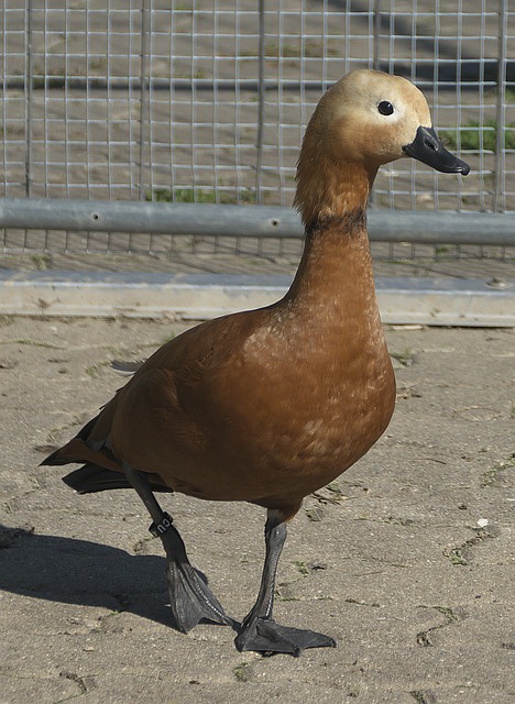 它像一首精